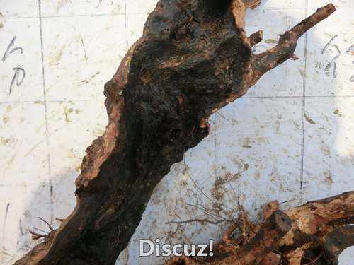 CIMG2344.JPG