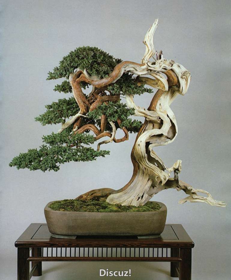KimuraJun_conew1.jpg