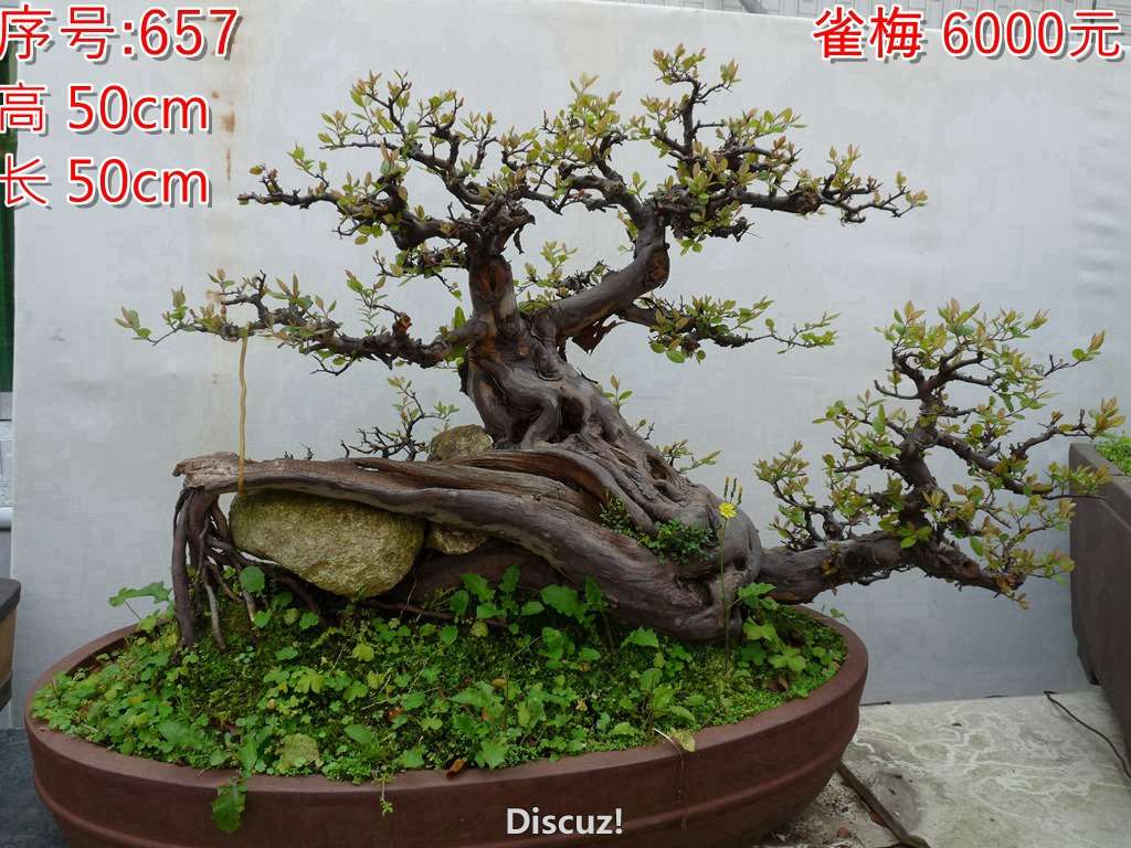 P1020657.jpg