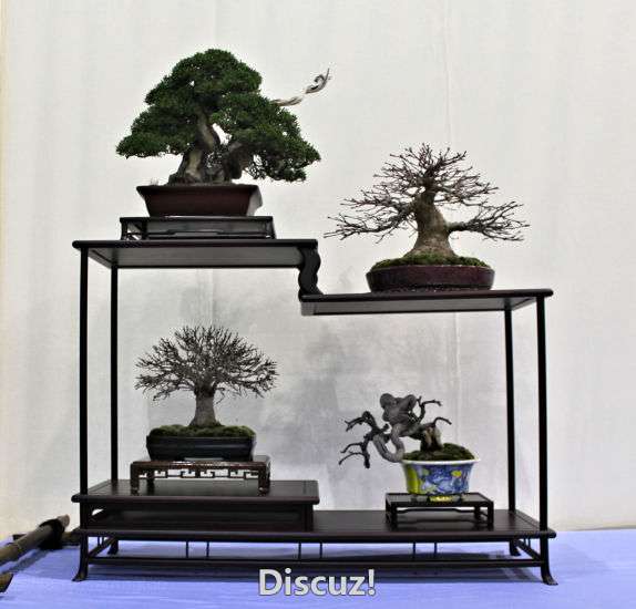 Swindon Bonsai Show 2016 (1).jpg