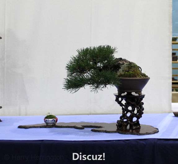 Swindon Bonsai Show 2016 (2).jpg