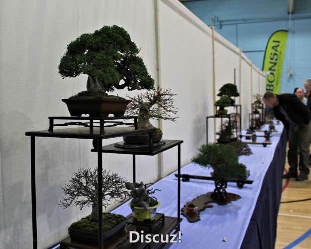 Swindon Bonsai Show 2016 (3).jpg