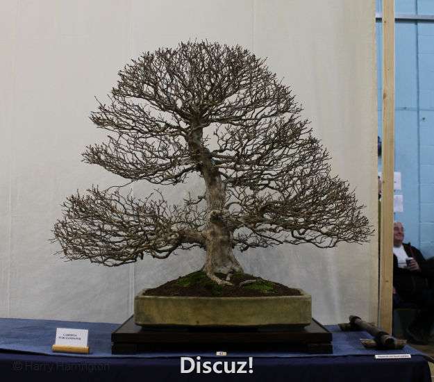 Swindon Bonsai Show 2016 (4).jpg