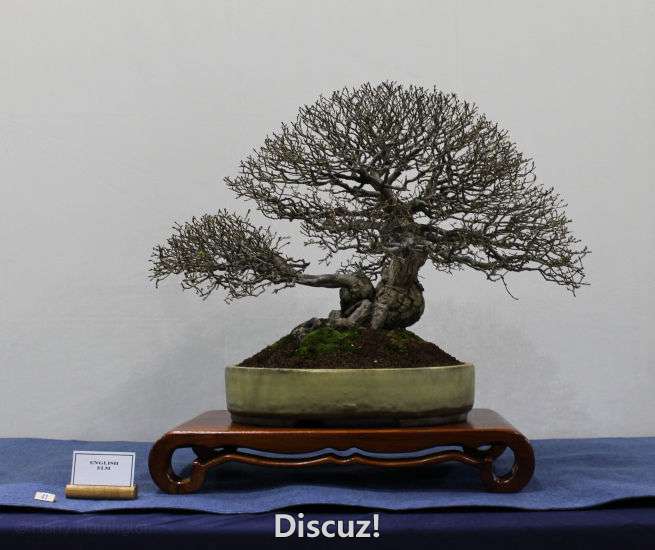 Swindon Bonsai Show 2016 (5).jpg