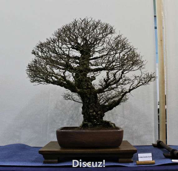 Swindon Bonsai Show 2016 (6).jpg