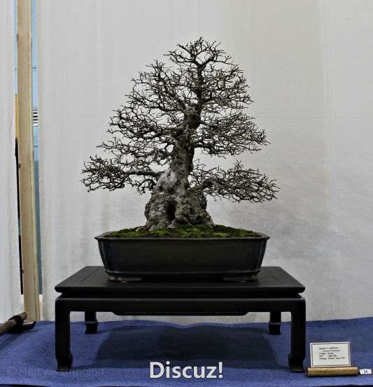 Swindon Bonsai Show 2016 (7).jpg