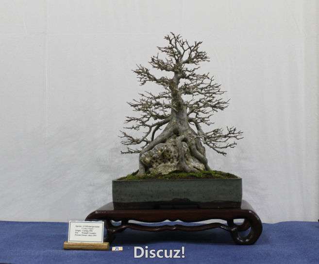 Swindon Bonsai Show 2016 (18).jpg