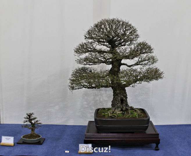 Swindon Bonsai Show 2016 (19).jpg