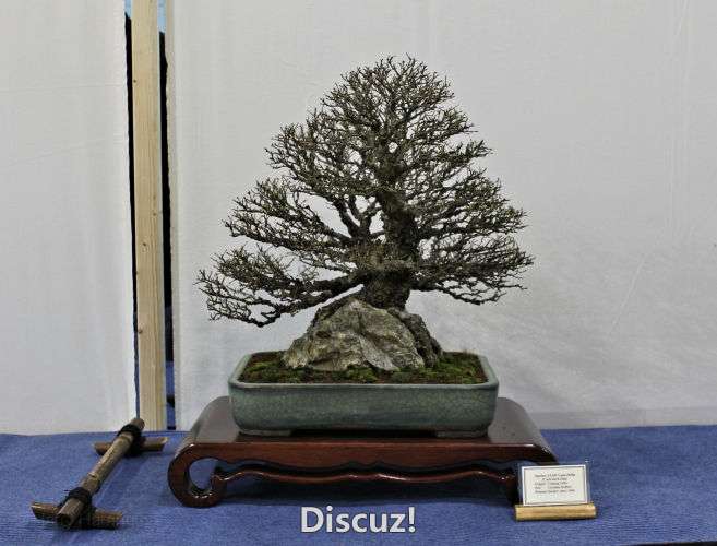 Swindon Bonsai Show 2016 (21).jpg