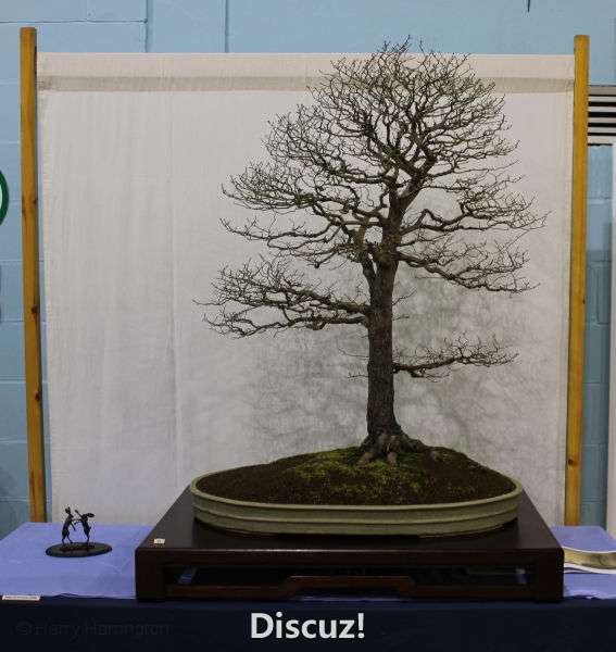 Swindon Bonsai Show 2016 (22).jpg