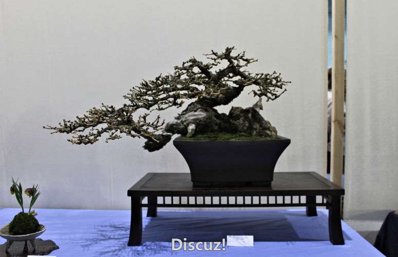 Swindon Bonsai Show 2016 (23).jpg