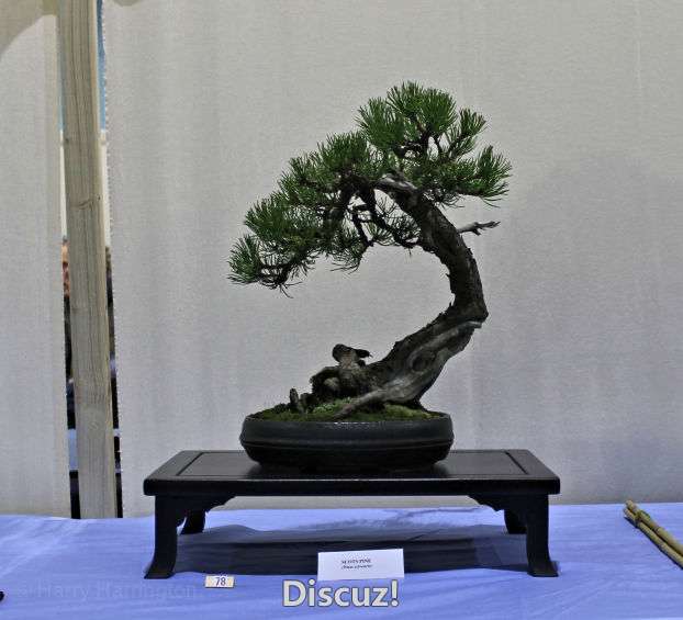 Swindon Bonsai Show 2016 (25).jpg