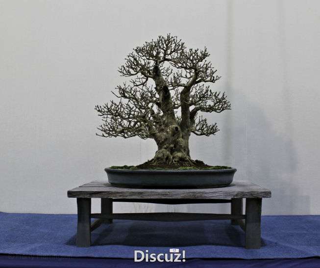 Swindon Bonsai Show 2016 (31).jpg