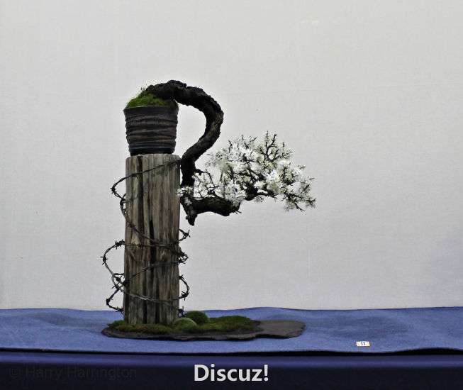 Swindon Bonsai Show 2016 (32).jpg