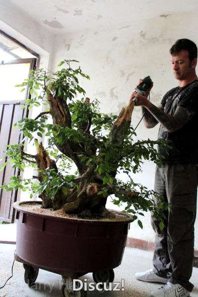 AT Oriental Hornbeam Bonsai Styling (32).jpg