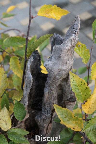 Massive hornbeam bonsai update (1).jpg