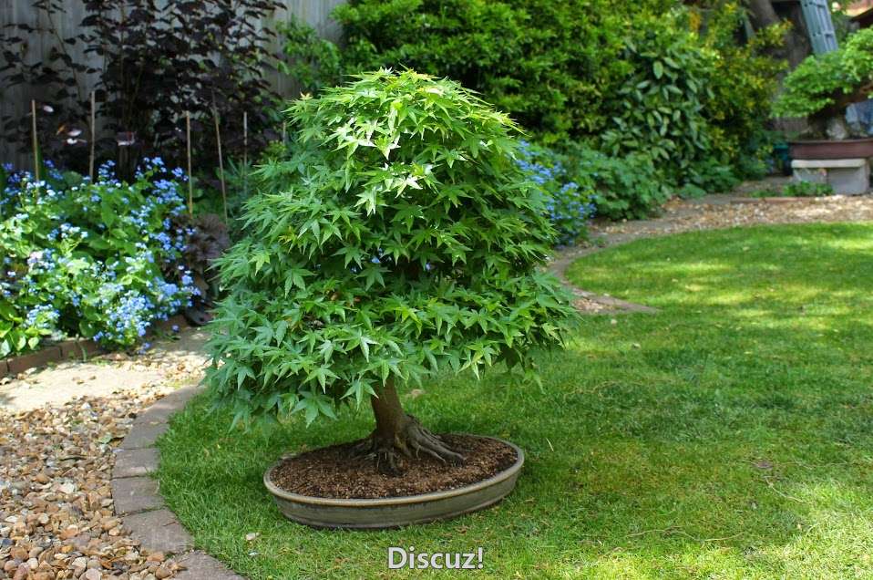 Acer palmatum bonsai.jpg