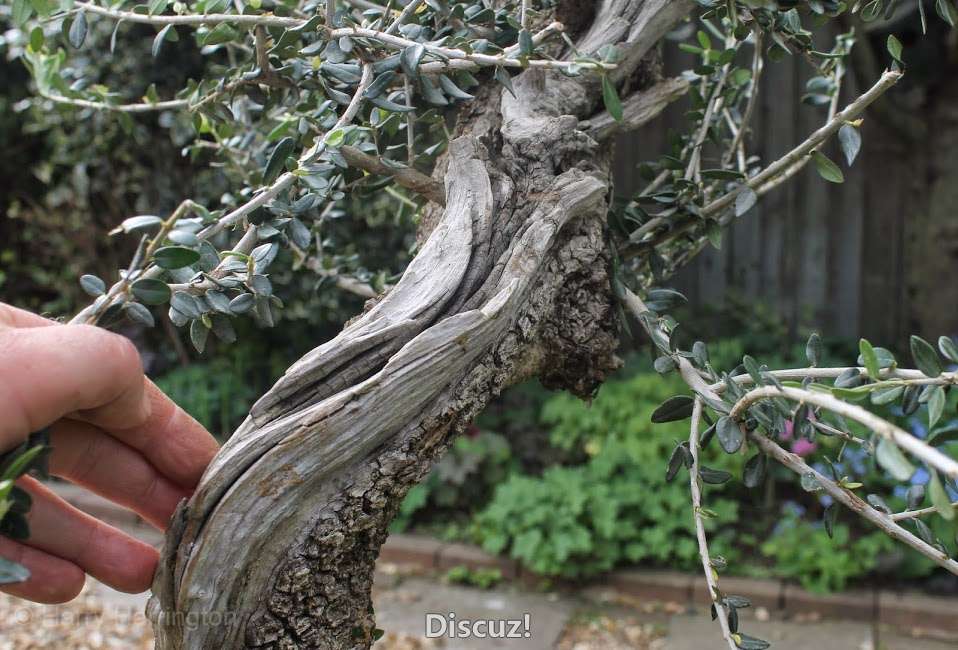 Bonsai olive.jpg