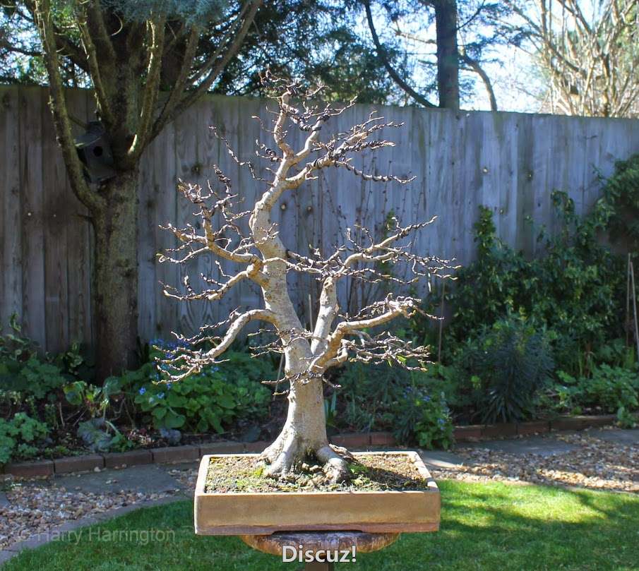 Hornbeam bonsai.jpg