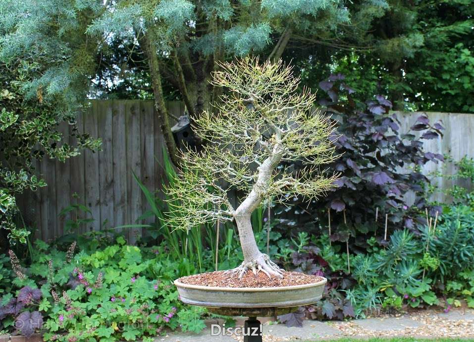 japanese maple defoliation.jpg