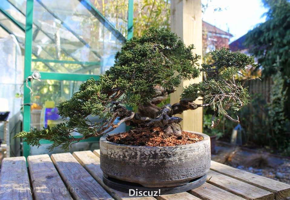 juniper sabina multi trunk.jpg