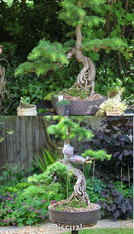 Larch bonsai airlayer.jpg