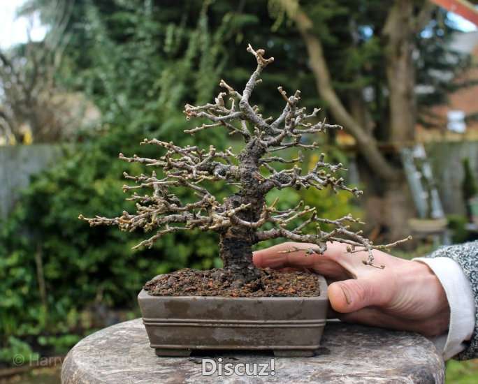 Spring Bonsai Images 2015 (1).jpg