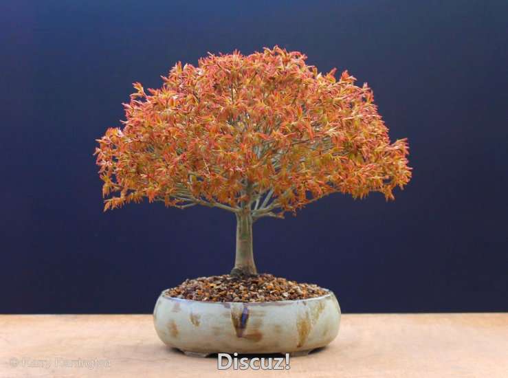 Spring Bonsai Images 2015 (3).jpg