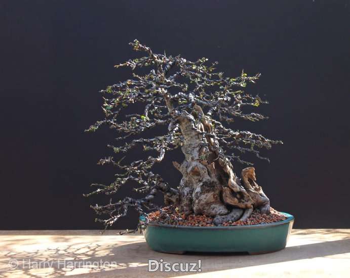 Spring Bonsai Images 2015 (6).jpg