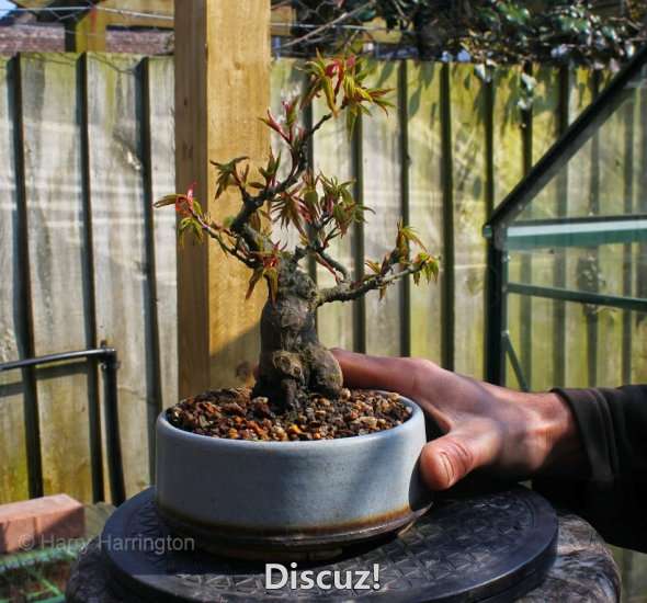 Spring Bonsai Images 2015 (15).jpg