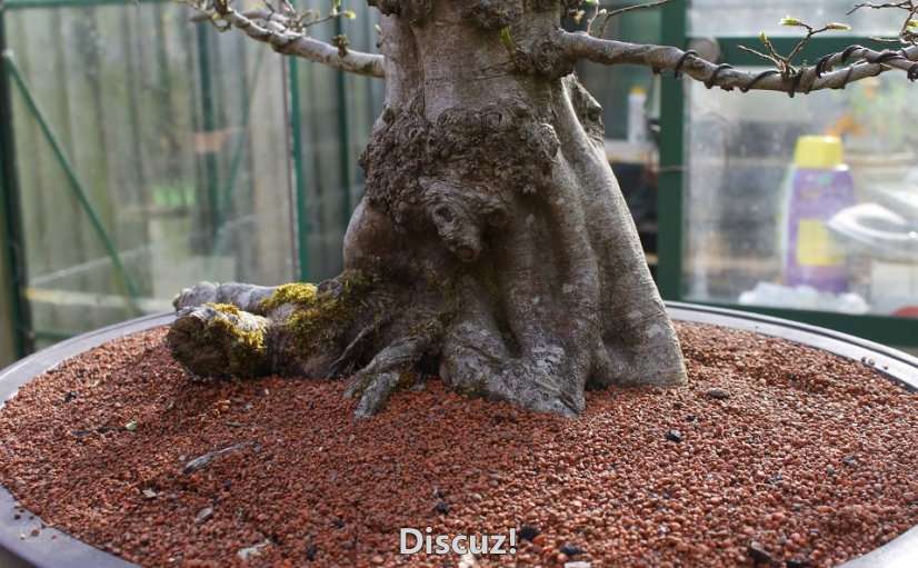 Spring Bonsai Images 2015 (18).jpg