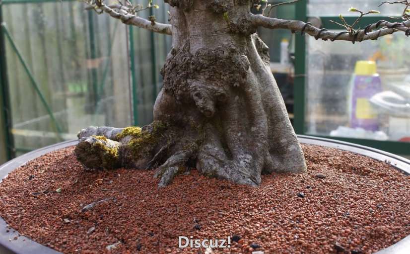 Spring Bonsai Images 2015 (18).jpg