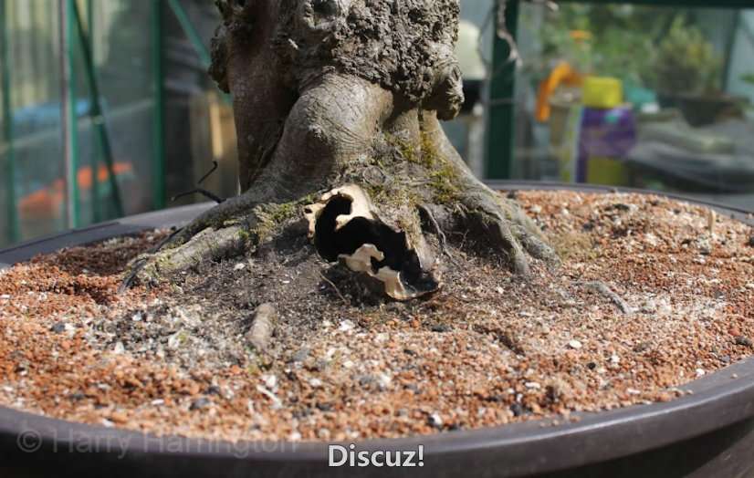 Spring Bonsai Images 2015 (21).jpg