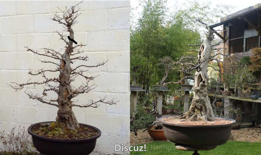 Spring Bonsai Images 2015 (22).jpg