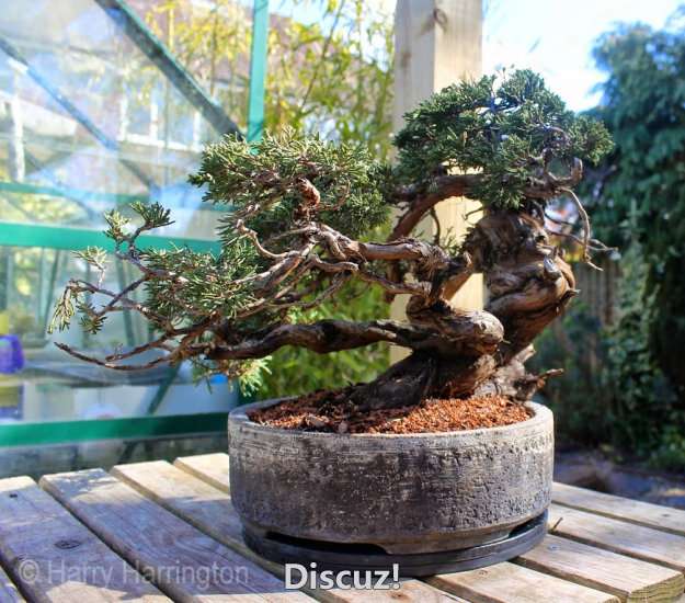 Spring Bonsai Images 2015 (25).jpg