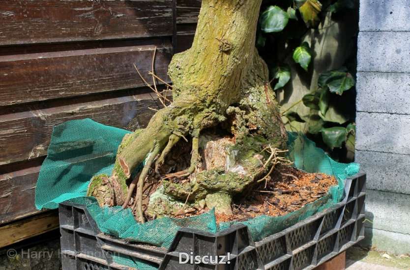 Spring Bonsai Images 2015 (28).jpg