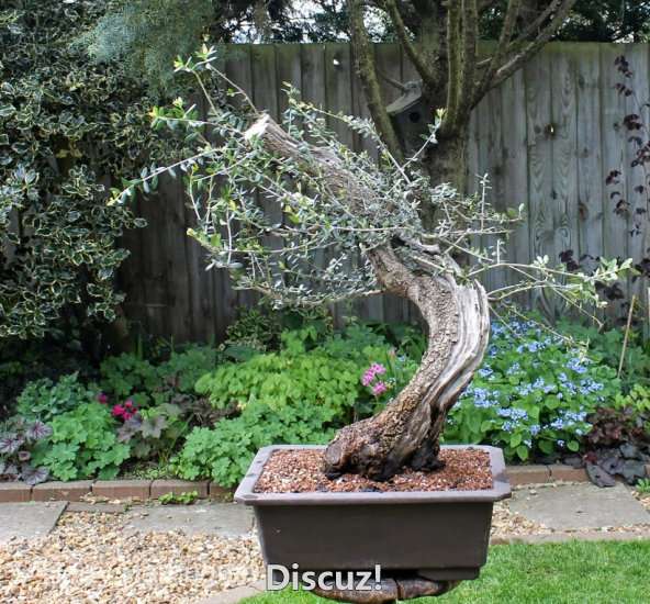 Spring Bonsai Images 2015 (30).jpg