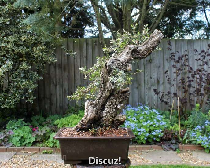 Spring Bonsai Images 2015 (31).jpg