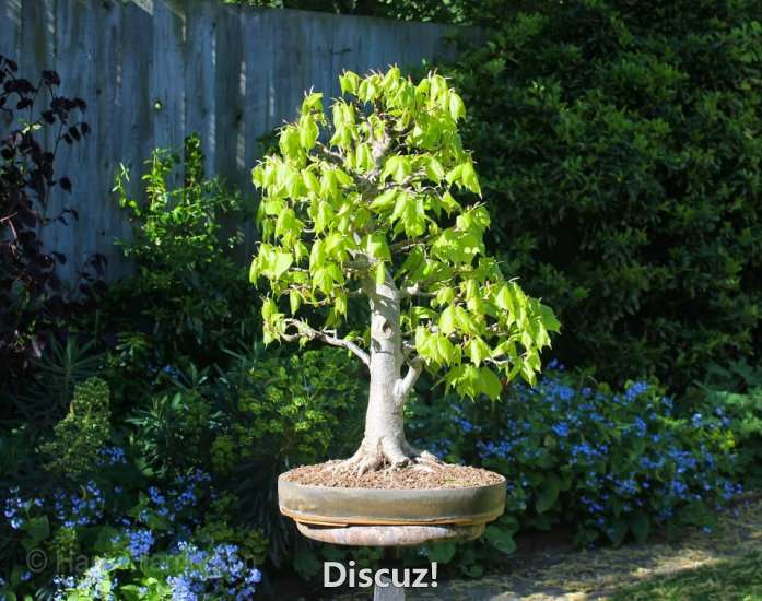 Spring Bonsai Images 2015 (32).jpg