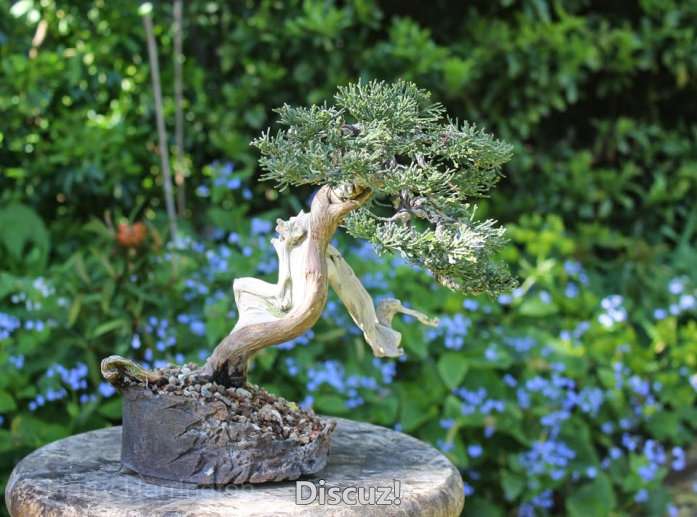 Spring Bonsai Images 2015 (33).jpg
