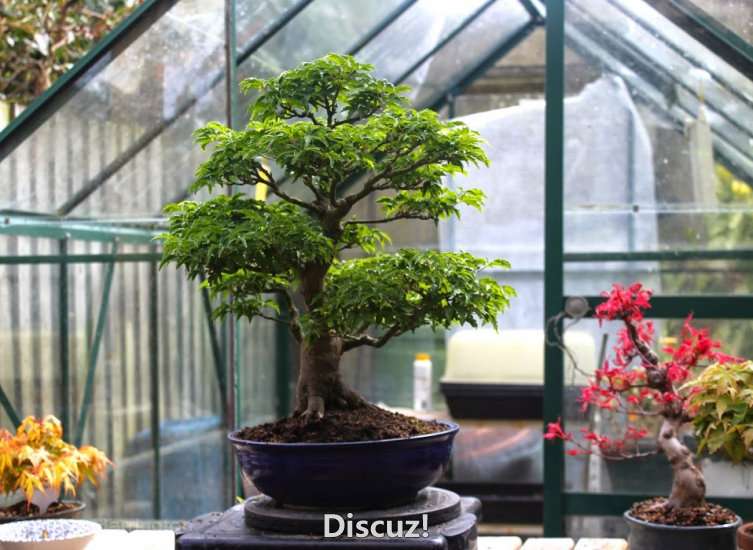 Spring Bonsai Images 2015 (34).jpg