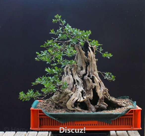 Spring Bonsai Images 2015 (35).jpg