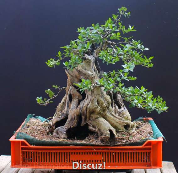 Spring Bonsai Images 2015 (36).jpg