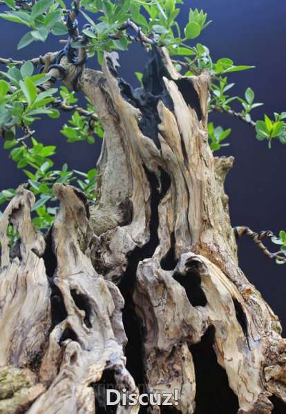 Spring Bonsai Images 2015 (37).jpg