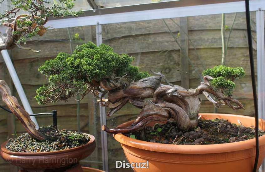 Spring Bonsai Images 2015 (40).jpg