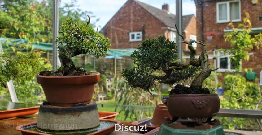 Spring Bonsai Images 2015 (41).jpg