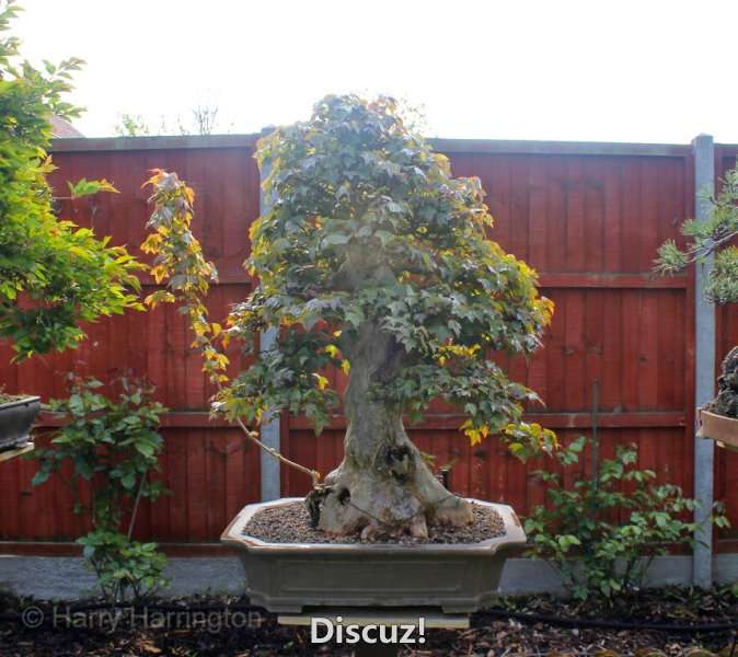 Spring Bonsai Images 2015 (42).jpg