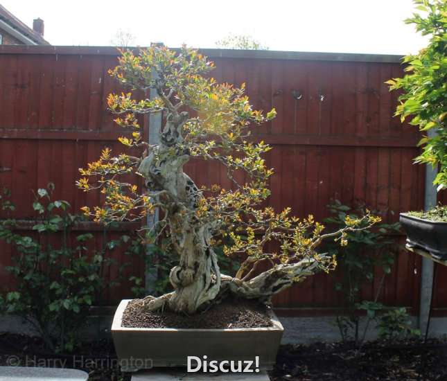 Spring Bonsai Images 2015 (44).jpg