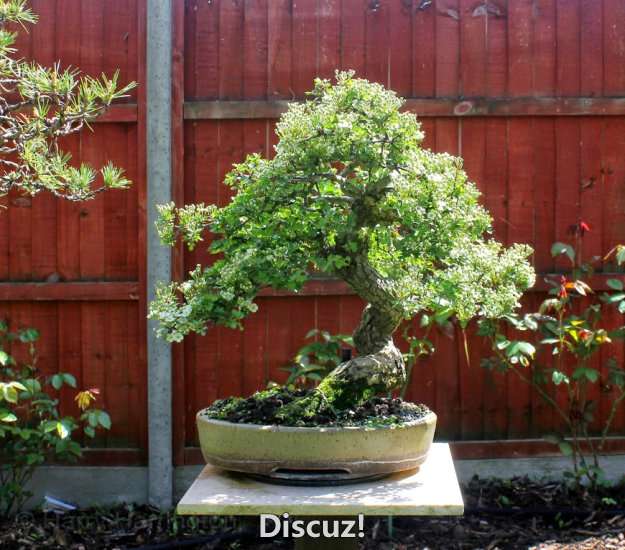 Spring Bonsai Images 2015 (45).jpg