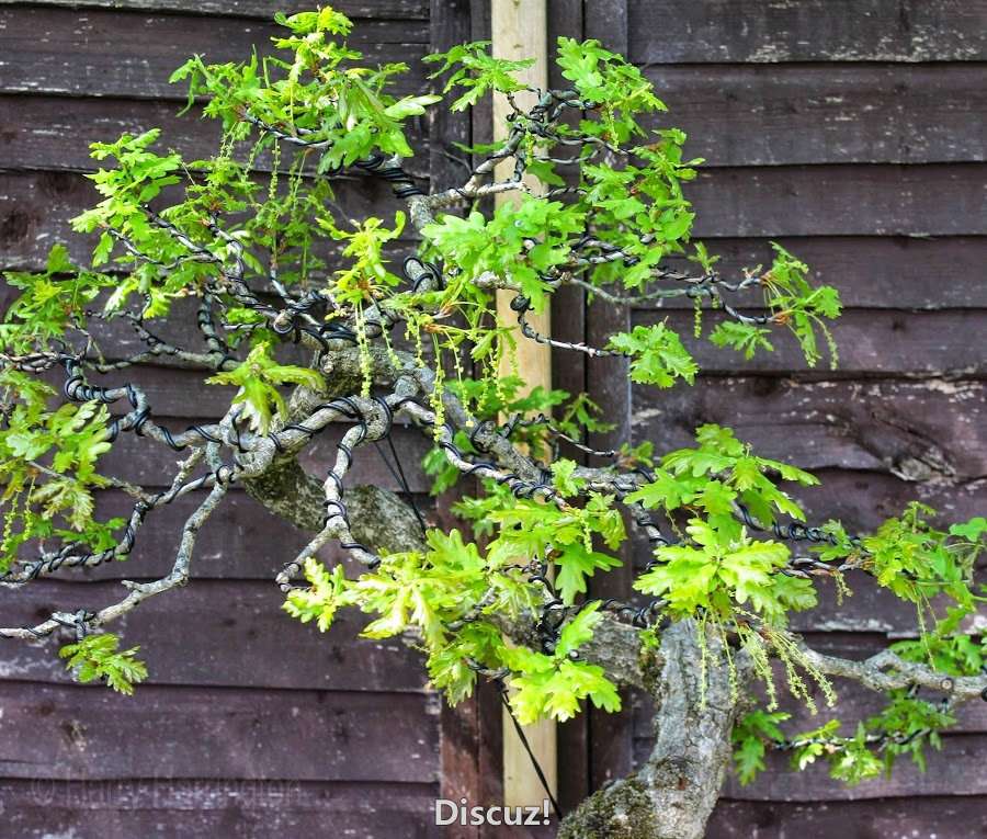 Spring Bonsai Images 2015 (46).jpg